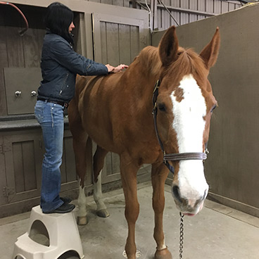 Equine Veterinary Services - Performance Equine